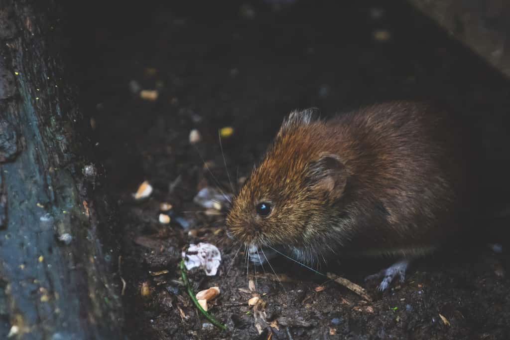  Les rats sont susceptibles de transmettre la leptospirose ou encore la salmonellose. Ils sont les nuisibles les plus courants en Île-de-France. © DSD, Pexels 