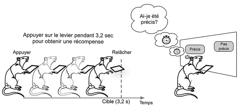 Les rats ont appris à appuyer au moins 3,2 secondes sur un levier. En fonction de l’écart entre cet objectif et sa réalisation, une récompense est distribuée à gauche ou à droite. Les rats choisissent majoritairement le distributeur correspondant à leur marge d’erreur, car ils ont appris que le côté récompensé dépendait de leur précision et sont capables d’évaluer leur performance. © Kononowicz et <em>al., PNAS</em> 