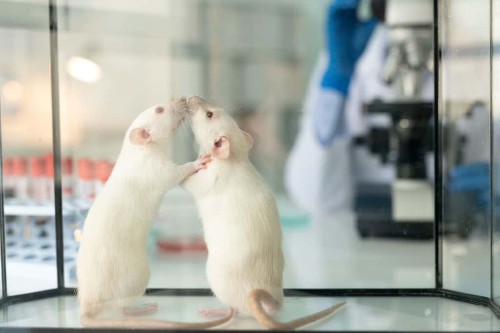 Les chercheurs sont déconcertés par l'image absurde d'un rat au pénis XXL, créée par l'intelligence artificielle. © iStock