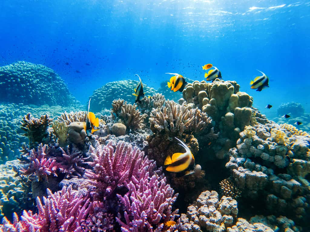 L’acidification des océans préoccupe les chercheurs. Certains préviennent qu’elle s’annonce particulièrement importante. D’autres alertent quant à ses conséquences sur la vie marine. © ver0nicka, Adobe Stock