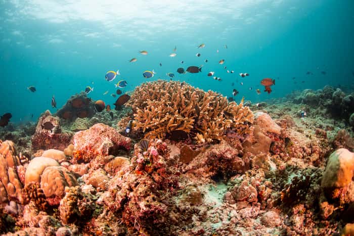 Un récif corallien aux Maldives. Ces récifs sont particulièrement sensibles à l'acidification des océans. © Luiz Rocha, <em>California Academy of Sciences</em>