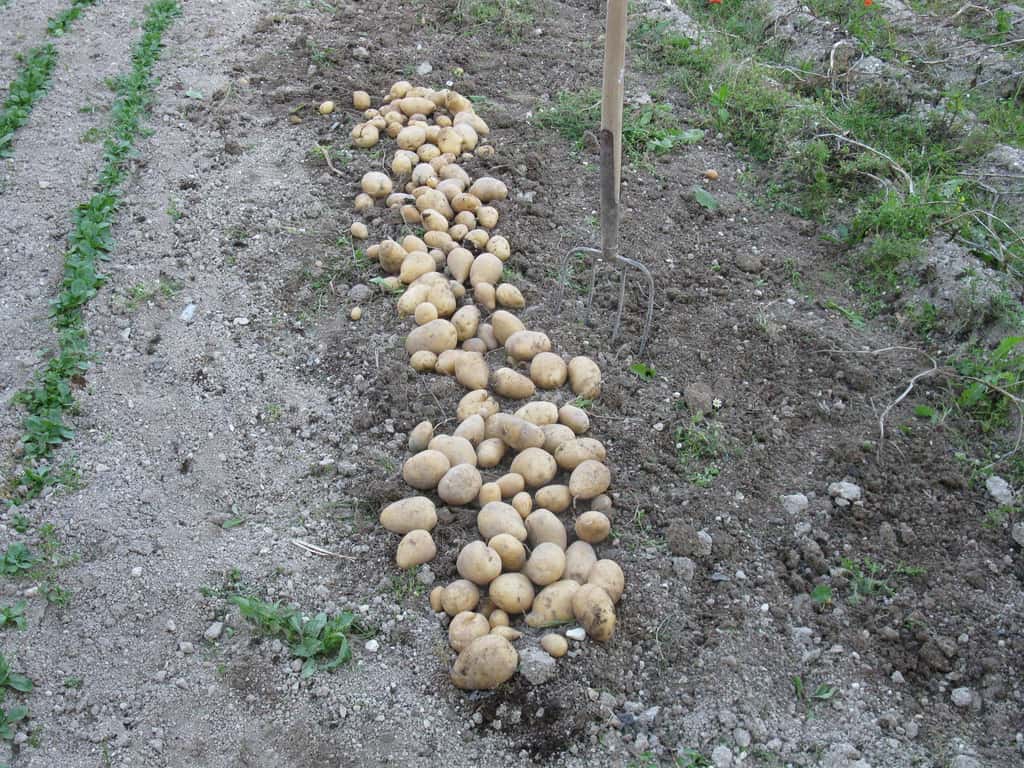 Un bon buttage permet des récoltes abondantes de pommes de terre. © S.Chaillot