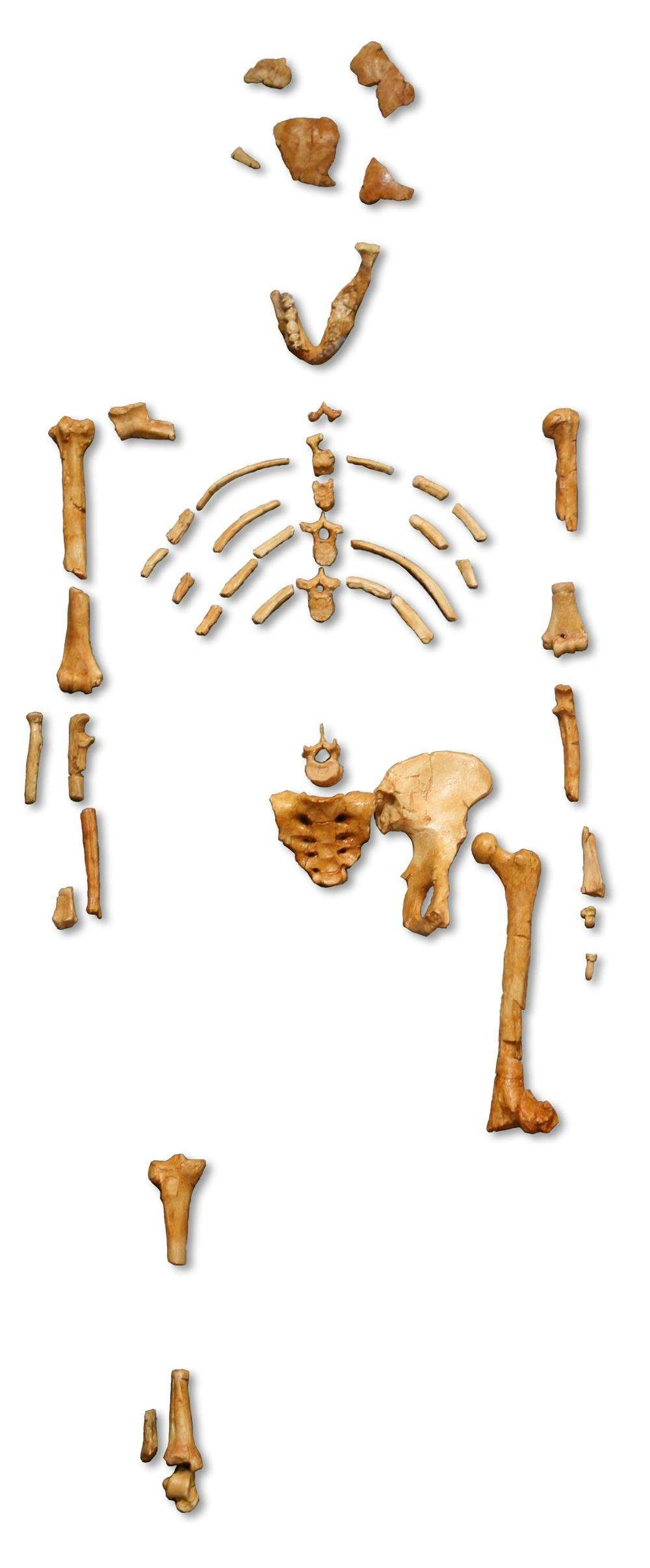 Reconstruction du squelette fossile de Lucy, <em>Australopithecus afarensis</em>. © MNHN Paris