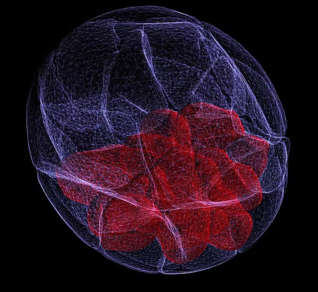 Reconstruction 3D d’un blastocyste de souris (embryon de 3-4 jours). Les cellules sont encore pluripotentes et peuvent se différencier, notamment en cellules germinales. © Agnieszka Jedrusik et Magdalena Zernicka-Goetz, <em>Gurdon Institute</em>, CC BY