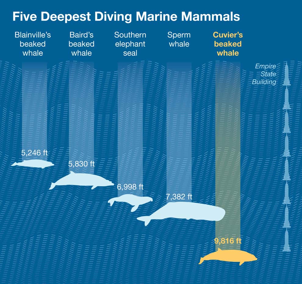 Les cinq records de plongée des mammifères marins : la baleine de Blainville avec 1.600 mètres, la Bérardie de Baird avec 1.770 mètres, l'éléphant de mer avec 2.100 mètres, le cachalot avec 2.300 mètres et, enfin, la baleine de Cuvier avec 3.000 mètres. © Emily N. <em>National Geographic</em>, basé sur l'étude <em>PLoS</em> de 2014 de Gregory S. Schorr et al. 