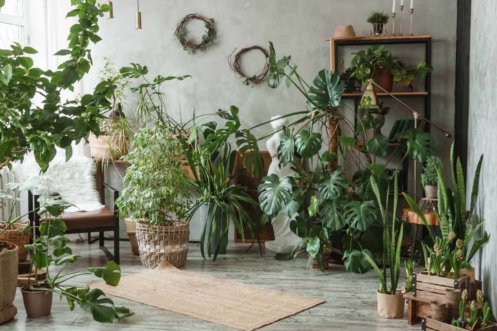 Oui, les plantes vertes peuvent limiter la chaleur dans votre intérieur ! © Анна Маркина, Adobe Stock