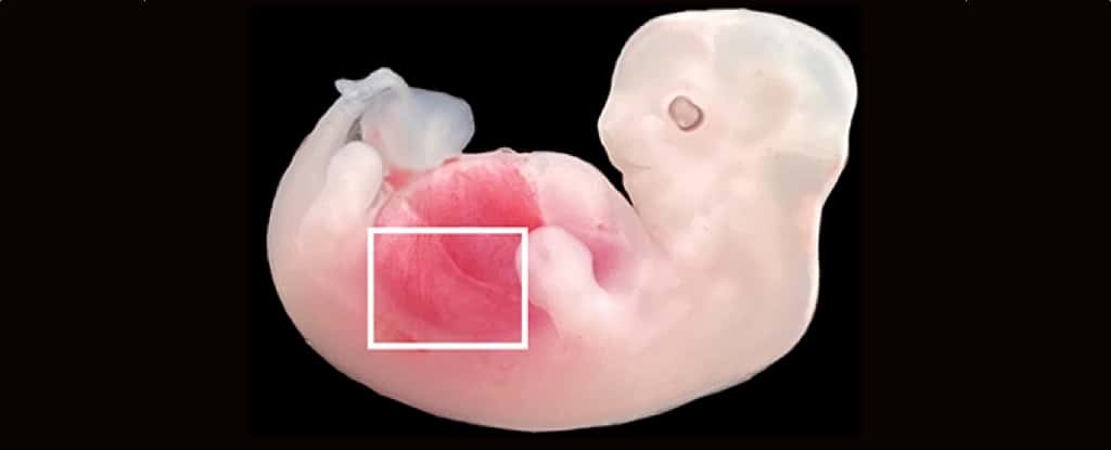 Les scientifiques ont intégré des cellules rénales humanisées (en rouge) à l'intérieur d'un embryon de porc. © Wang, Xie, Li, Li, and Zhang et al., <em>Cell Stem Cell, 2023</em>