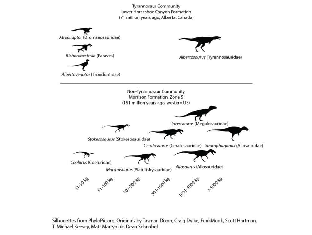 L'arrivée des Tyrannosauridés dans un écosystème a engendré une diminution de la diversité des prédateurs de moyenne taille. © Thomas Holtz