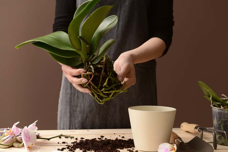 Rempotage d'un phalaenopsis : démêler le chignon de racines. ©Pixel-Shot, AdobeStock