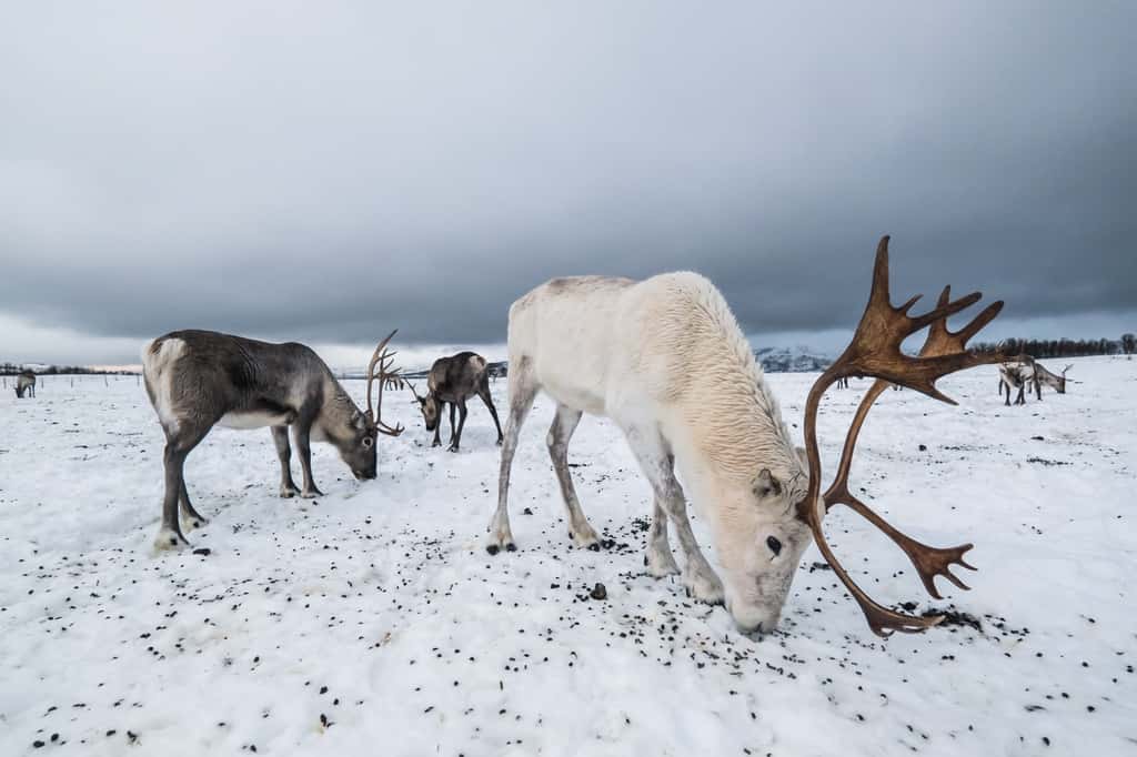 À la recherche de nourriture, les rennes ont le museau collé au sol. © Laia, Adobe Stock