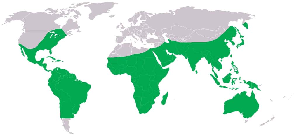 <em>Pantala flavescens</em> serait la libellule la plus répandue dans le monde. © Achim Raschka, Wikipedia, CC by-sa 3.0
