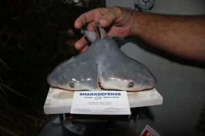 Un étrange fœtus de requin-bouledogue à deux têtes a été retrouvé dans le ventre d'une femelle gestante. © Patrick Rice, <em>Shark Defense</em>, <em>Florida Keys Community College</em>