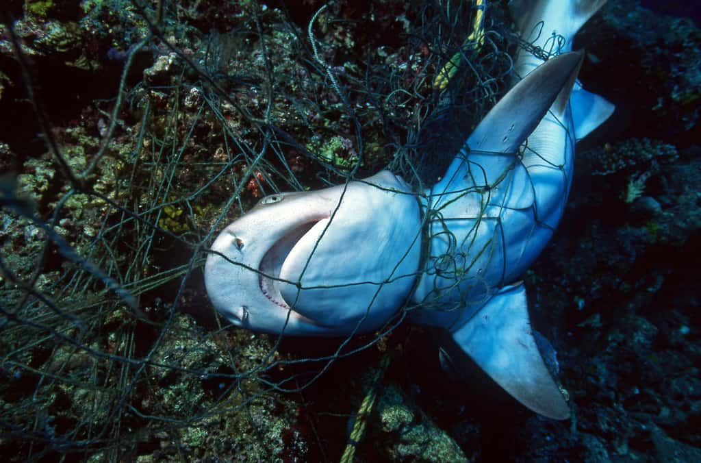 Victime d’échouages et de prises accidentelles dans les filets de pêche, le requin grand-gueule est rarement observé vivant. © Vision Dive, Adobe Stock