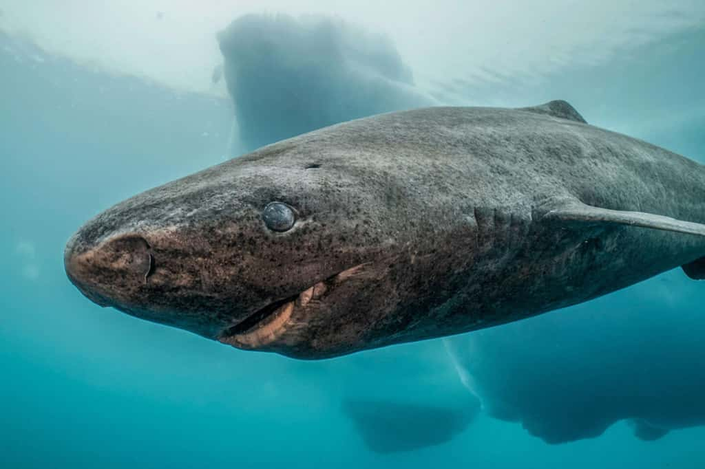 La longévité du requin du Groenland serait due à l’étonnante stabilité de son métabolisme, maintenant son organisme en vie sur plusieurs centaines d’années ! © Doclights, Black Coral Film AB