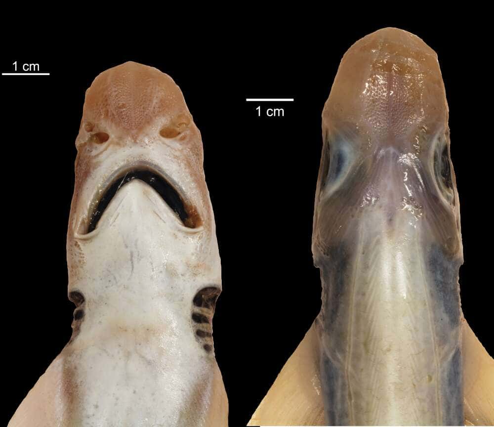Le requin sans peau est aussi dépourvu de dent. © Antonello Mulas, University of Cagliari, Italy
