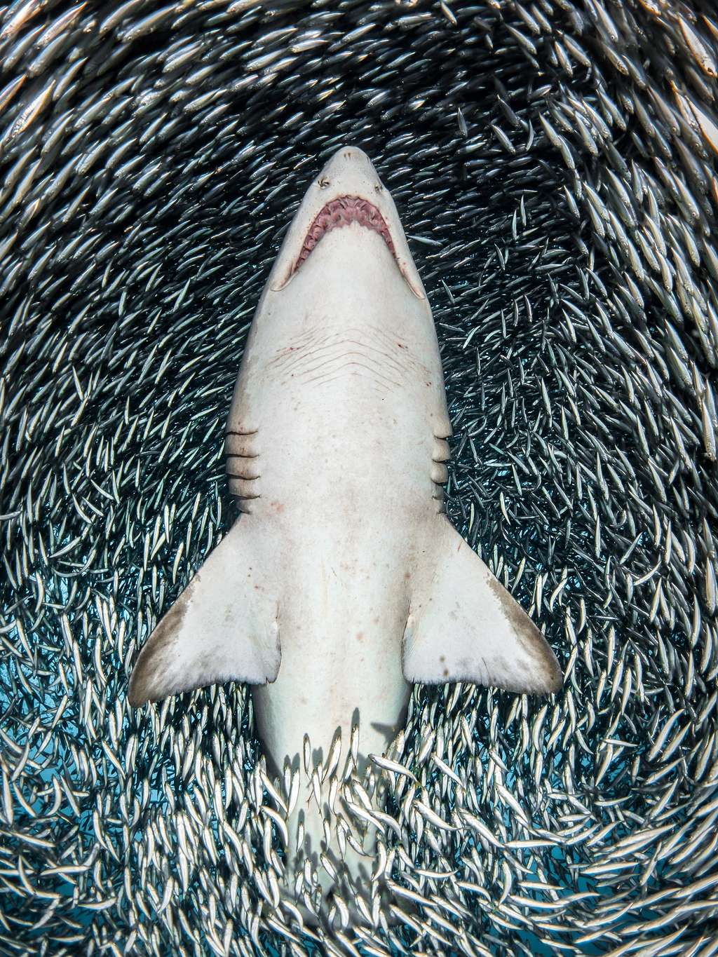 <em>« Alors que je bougeais avec le requin dans l’eau, les poissons-appâts se sont séparés, me donnant une image claire du dessous de ce magnifique requin, et aussi l’une des expériences les plus incroyables que j’ai jamais eues en tant que photographe sous-marin »</em>, commente la photographe. © Tanya Houppermans, UPY 2018