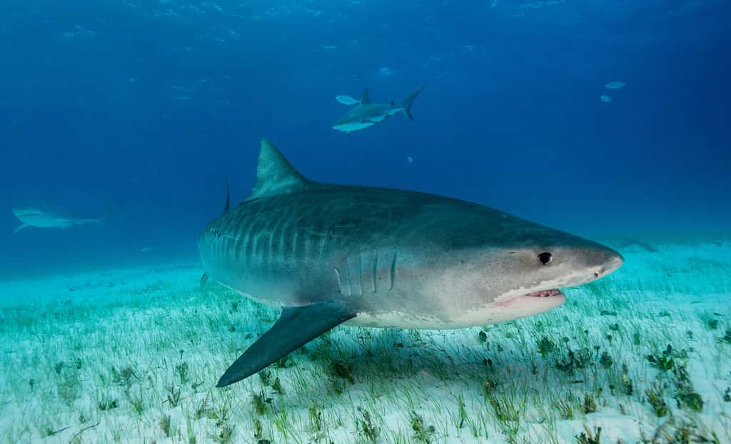 Un requin-tigre au large des Bahamas. © wildestanimal, Adobe Stock