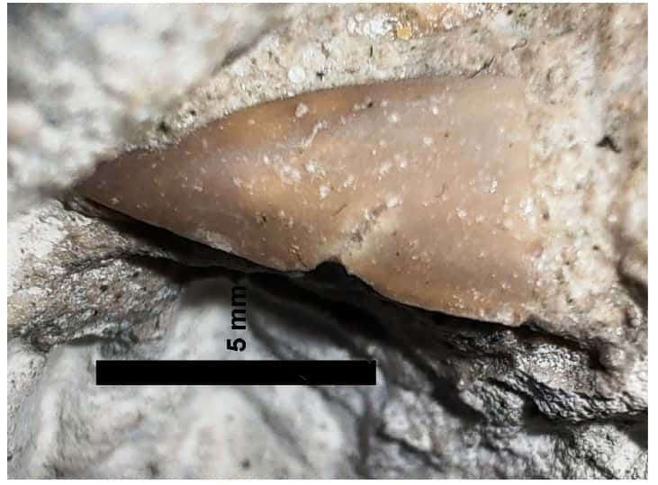 Dent de requin (probablement lamniforme) associée aux os de <em>Caletodraco cottardi</em>. © Buffetaut et al