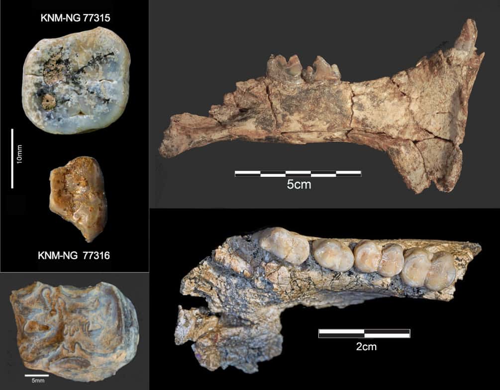 Les différents restes fauniques retrouvés à Nyayanga. En haut à gauche, les impressionnantes molaires de <em>Paranthropus</em>, et en haut à droite, la mâchoire inférieure fragmentaire de <em>Megantereon</em>, un félin à dents de sabre. En bas à gauche, une molaire supérieure d'<em>Eurygnathohippus</em>, un équidé fossile, et en bas à droite, un fragment de mâchoire de <em>Paracolobus</em>, un singe colobiné. © S. E. Bailey & J.S. Oliver, Homa Peninsula Paleoanthropology Project
