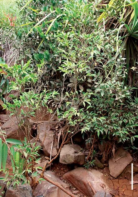 Les plantes capables d'absorber les métaux lourds sont rares et font l'objet de recherches dans le monde. Ce petit arbre, de 1,5 à 8 m de hauteur, découvert en 2014 aux Philippines, a été baptisé <em>Rinorea niccolofera</em> car les scientifiques ont découvert son appétence pour le nickel. Ce végétal accumule le nickel dans ses feuilles jusqu'à 18 mg/g. La barre d’échelle représente 20 cm. (Voir notre article sur cet <a href="//www.futura-sciences.com/magazines/nature/infos/actu/d/botanique-arbuste-philippin-accumule-nickel-feuilles-53719/" title="Un arbuste philippin accumule du nickel dans ses feuilles" target="_blank">arbuste philippin</a>). © Edwino S. Fernado, PhytoKeys, 2014, CC by 4.0