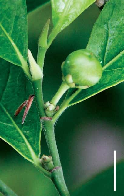Tige de <em>Rinorea niccolifera</em> avec un fruit. Cette plante doit son nom au fait qu’elle stocke de grandes quantités de nickel, un caractère rare. La barre d’échelle représente un centimètre. © Edwino S. Fernado, <em>PhytoKeys</em>, 2014, cc by 4.0