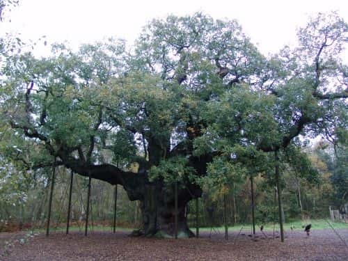 Dans la forêt de Sherwood, en Angleterre, ce chêne pédonculé aurait entre 800 et 1.000 ans. © Galli, Wikimedia Commons, DP