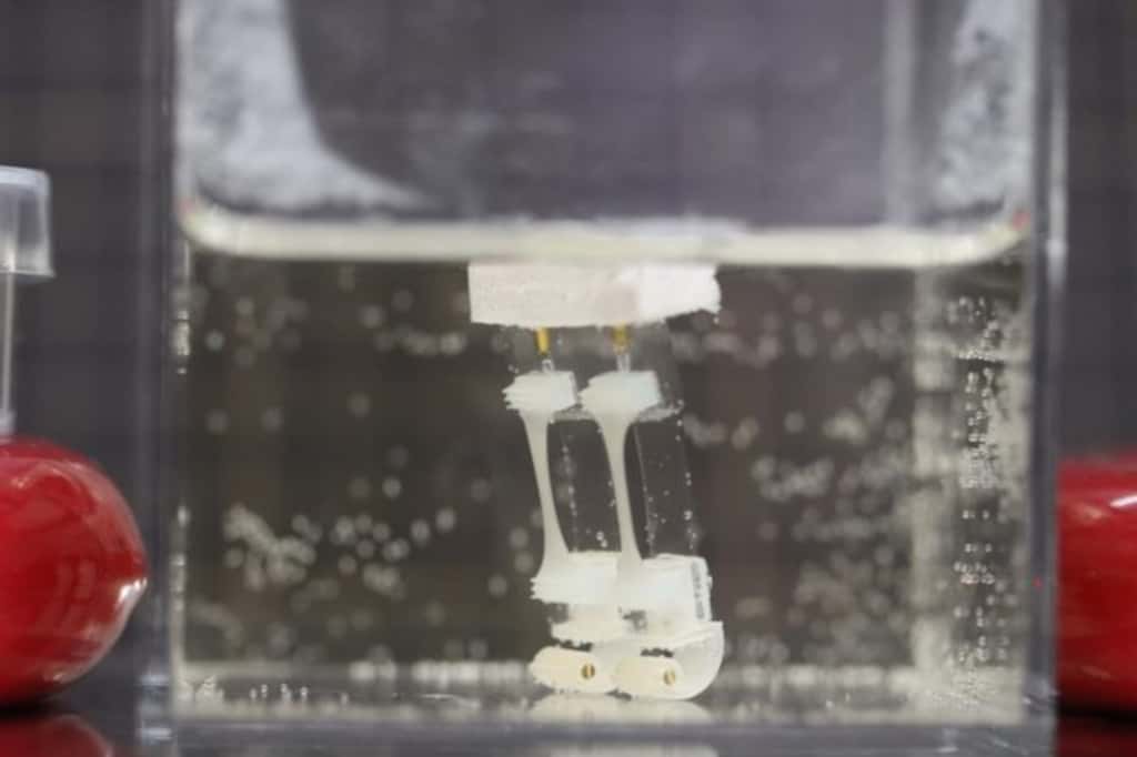 Ce petit robot bipède marche grâce à des muscles faits de cellules de rat. © Shoji Takeuchi research group, University of Tokyo