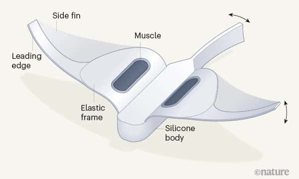 Le robot a un corps en silicone et utilise des muscles pour se déplacer. © Nature