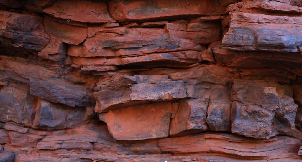 Un incroyable fossile de poisson permet de reconstruire tout un écosystème du Miocène. © alan, Adobe Stock