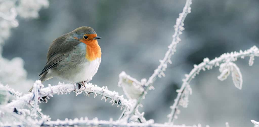 En hiver, nombre d'oiseaux réapparaissent dans le jardin pour y trouver leur nourriture. En photo, le rouge-gorge. © Frank Eccles, Adobe Stock