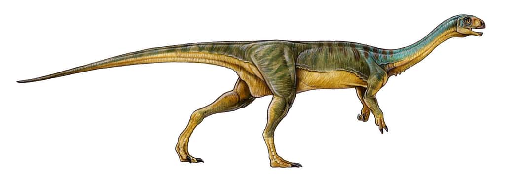 Chilesaurus diegosuarezi pouvait probablement atteindre trois mètres de long. Ce dinosaure herbivore était apparenté aux théropodes, un important groupe de dinosaures bipèdes carnivores dont l'exemple le plus connu est le T-Rex. Ses premiers restes fossilisés ont été trouvés au Chili en 2004 mais il a fallu la découverte d'autres squelettes pour comprendre qu'il s'agissait d'une seule espèce