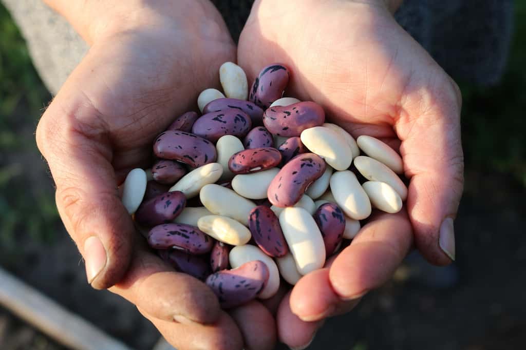 Les haricots secs se conservent 3 à 5 ans et sont vendus à un prix très bas. © Pexels, Pixabay
