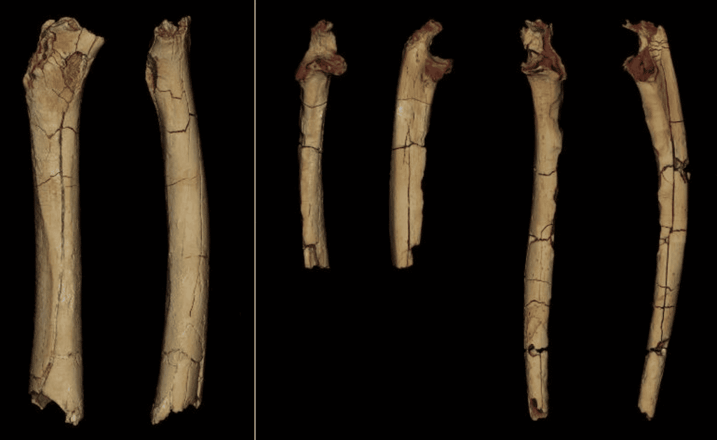 Les modèles 3D des ossements de <em>Sahelanthropus tchadensis</em> étudiés. De gauche à droite, le fémur en vue postérieure et médiale, et les cubitus en vue antérieure et vue latérale. © Franck Guy / Palevoprim / CNRS – Université de Poitiers