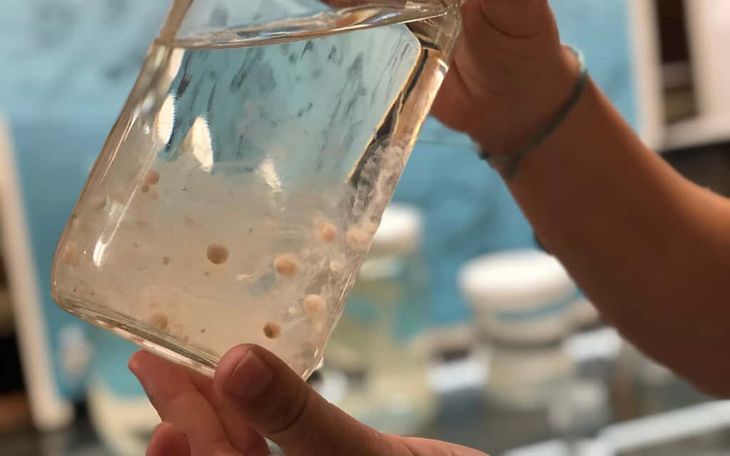 Les scientifiques comptent la quantité de mini-microplastiques dans le corps des salpes. © Jennifer Brandon, UC San Diego