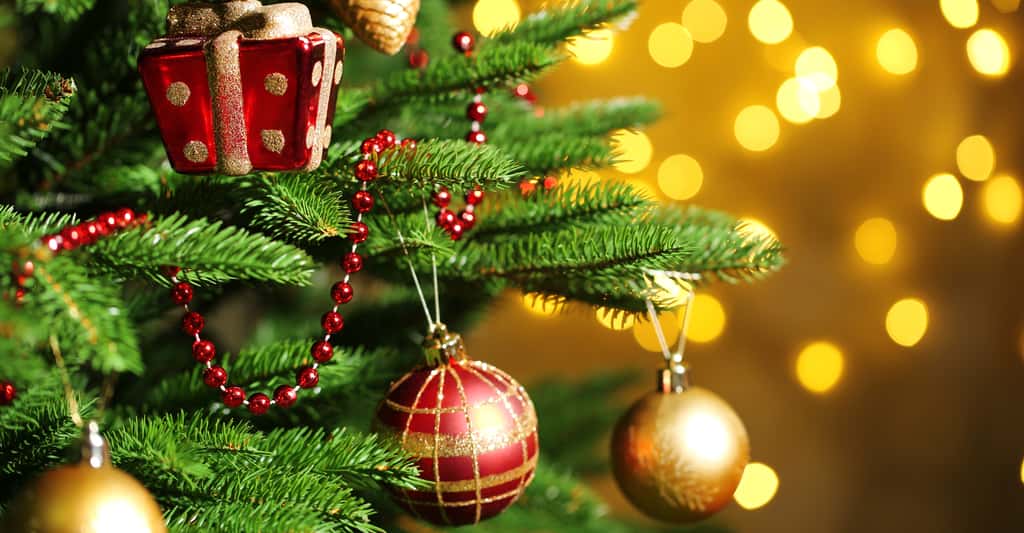 Il existe plusieurs types de sapins de Noël. Le sapin Nordmann est le préféré des Français. © Africa Studio, Shutterstock