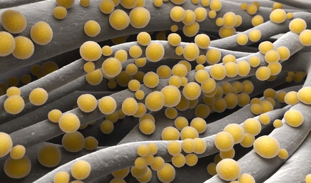 Parmi les bactéries résistantes aux antibiotiques, se trouve le dangereux staphylocoque doré résistant à la méticilline (SARM). © Tatiana Shepeleva, Fotolia