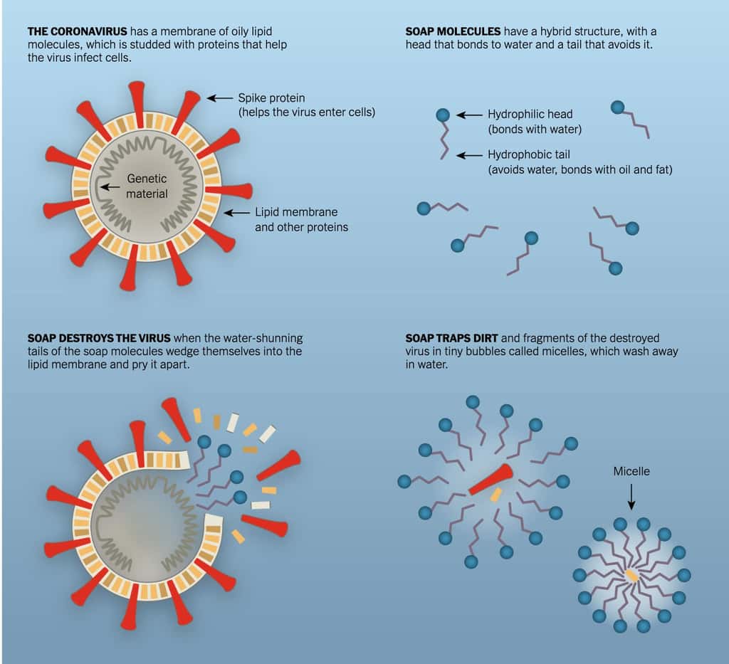 Le coronavirus peut être résumé ainsi, un génome entouré d’une membrane lipidique contenant aussi des protéines. Les molécules de savon ressemblent à des petites épingles avec une tête hydrophile et une queue hydrophobe. En se fixant sur la membrane lipidique du virus, les molécules de savon la désorganisent. Les molécules de savon organisées en micelle entourent les débris qui seront évacués lors du rinçage. © Jonathan Corum et Ferris Jabr, <em>The New-York Times</em>