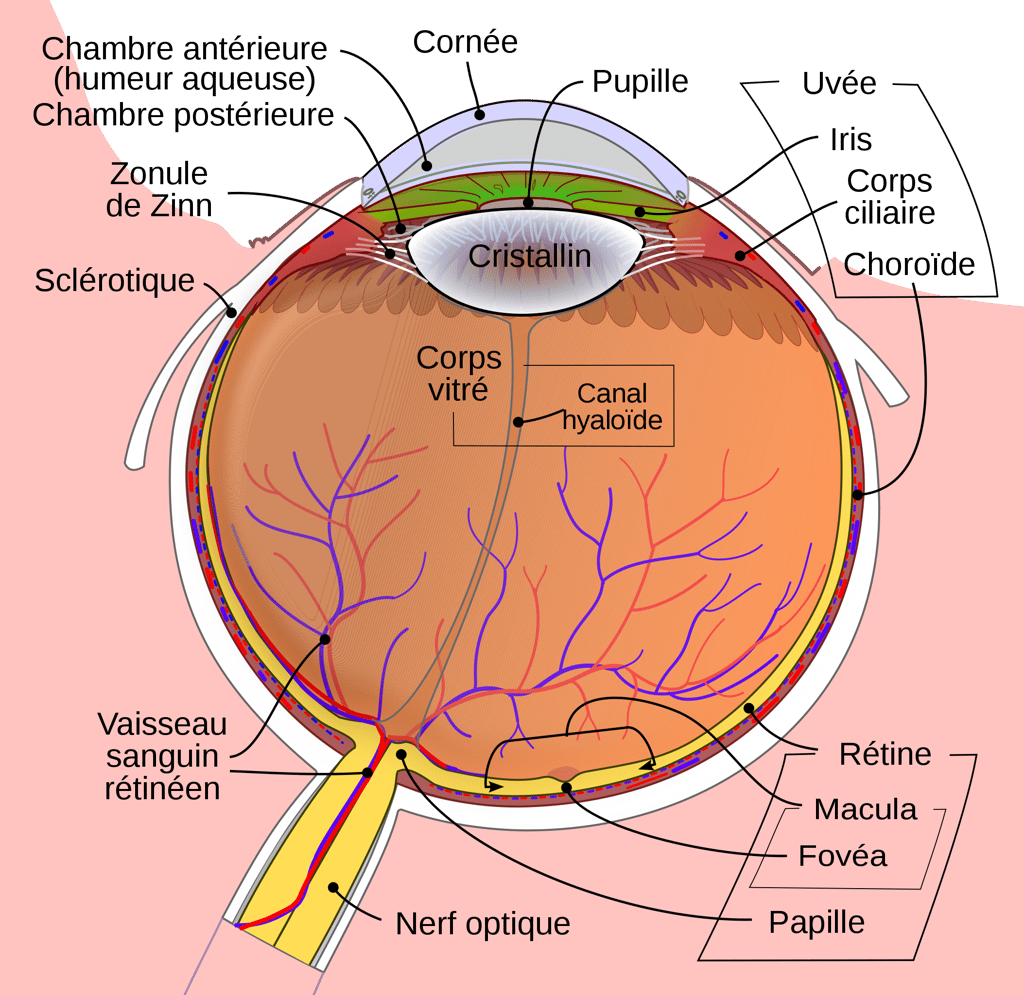 Schéma du globe oculaire humain. La rétine (en bas à droite) est la couche sensible à la lumière, tandis que la choroïde (en haut à droite) est fortement vascularisée et a une fonction principalement nourricière. © Rhcastilhos (traduction française lyhana8, Jmarchn), Wikimedia Commons