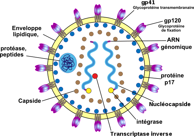 Virus de l'immunodéficience humaine (VIH) pouvant être transmis au cours d'un AES (VIH). © Zionlion77, Wikipedia Commons, CC By 2.5