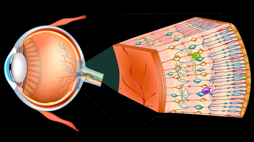 Schéma de l’œil et de la rétine. Agrandissement des différentes couches de la rétine. © Inserm