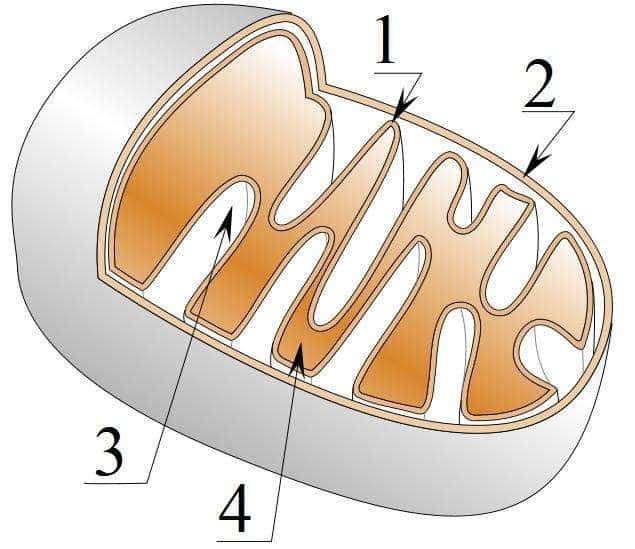 Schéma descriptif de la structure mitochondriale : 1. : membrane interne ; 2. : membrane externe ; 3. : espace intermembranaire ; 4. : matrice. © Tatoute, Wikimedia, CC by-sa 3.0
