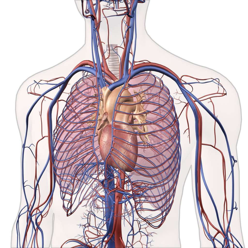 Sur les schémas, les veines sont souvent représentées en bleu et les artères en rouge. © HANK, Fotolia