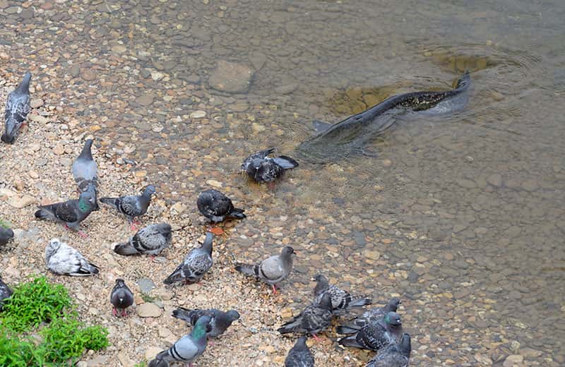 Quand un silure attaque les pigeons ! © Rémi Masson, tous droits réservés
