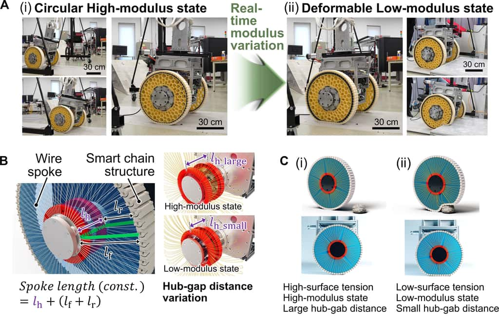 La figure B montre l’ajustement de la largeur du moyeu agit sur les rayons et modifie la tension de surface dans la chaîne. Figures A et C montrent la roue avec une tension de surface élevée, comparée à une tension plus faible qui lui permet de surmonter les obstacles. © Lee et al.