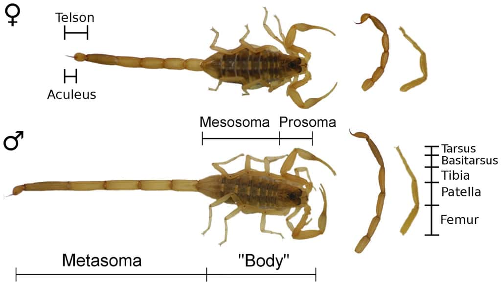 La comparaison d'un scorpion <em>Centruroides vittatus</em> femelle (en haut) et d'un mâle (en bas) montre que celui-ci possède un métasome (la « queue ») plus long. © Carlson <em>et al.</em>, <em>Plos One</em>, 2014, cc by 4.0
