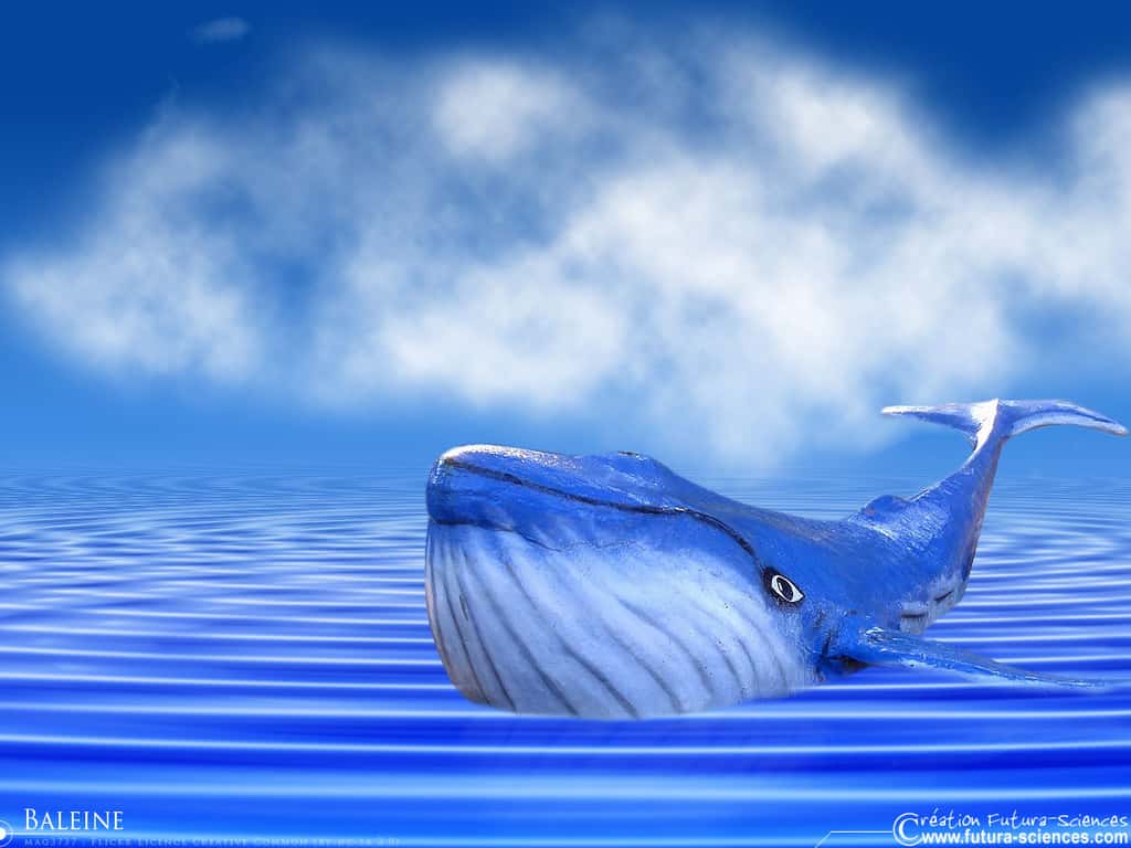 Baleine, le grand bleu