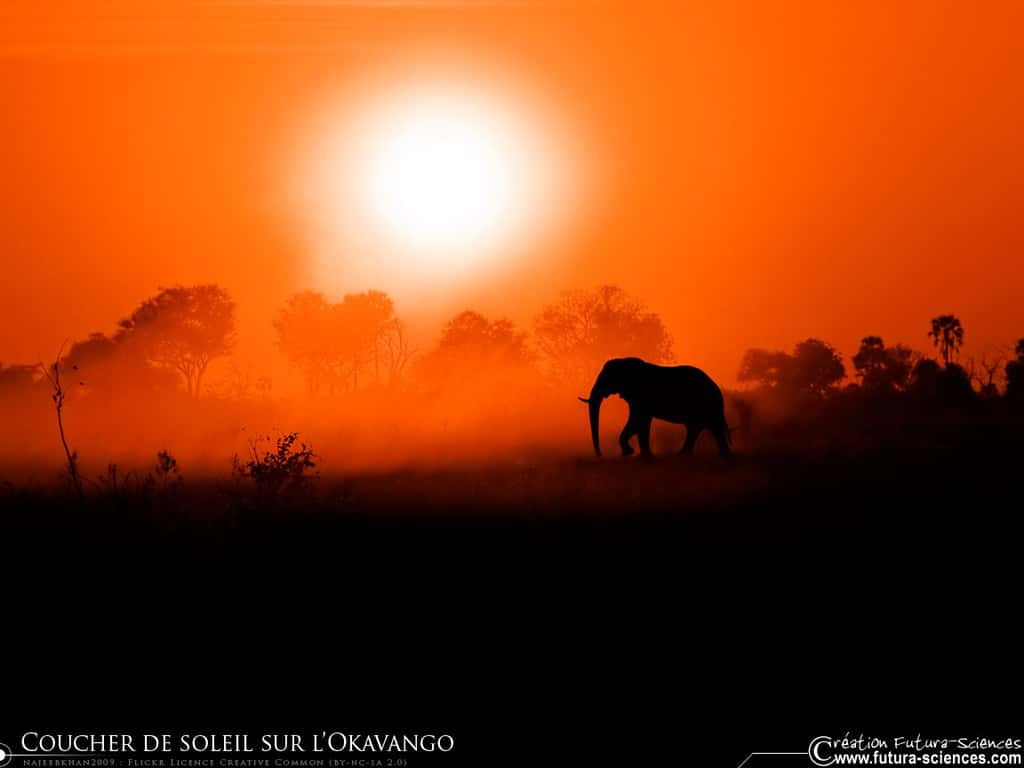 Coucher de soleil sur l'Okavango