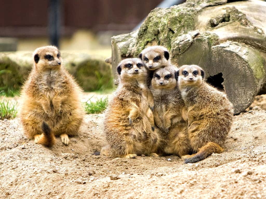 Le suricate vit en groupe de 20 à 50 individus