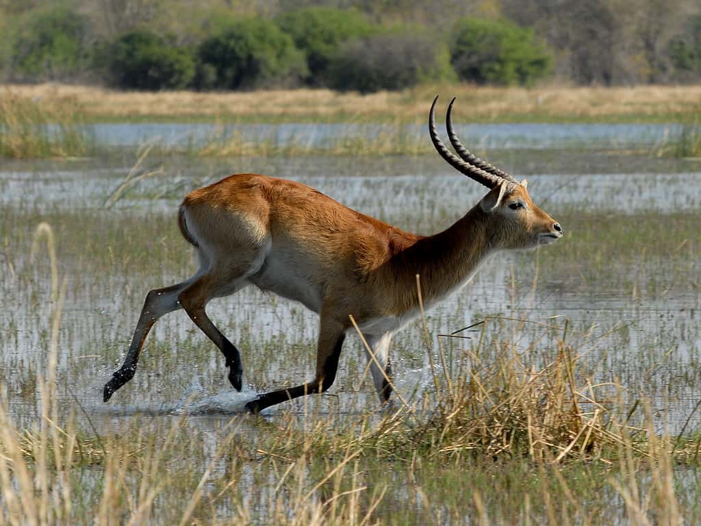 Le sitatunga est une antilope originale d'Afrique, elle vit dans les marais.
