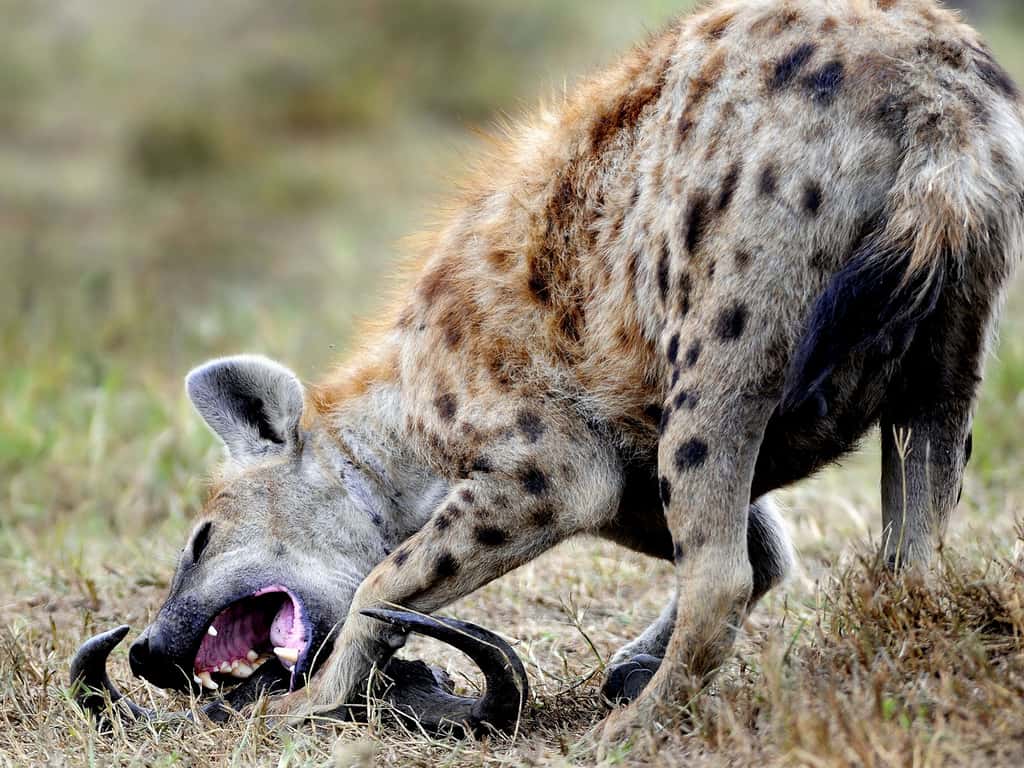 Hyène en chasse